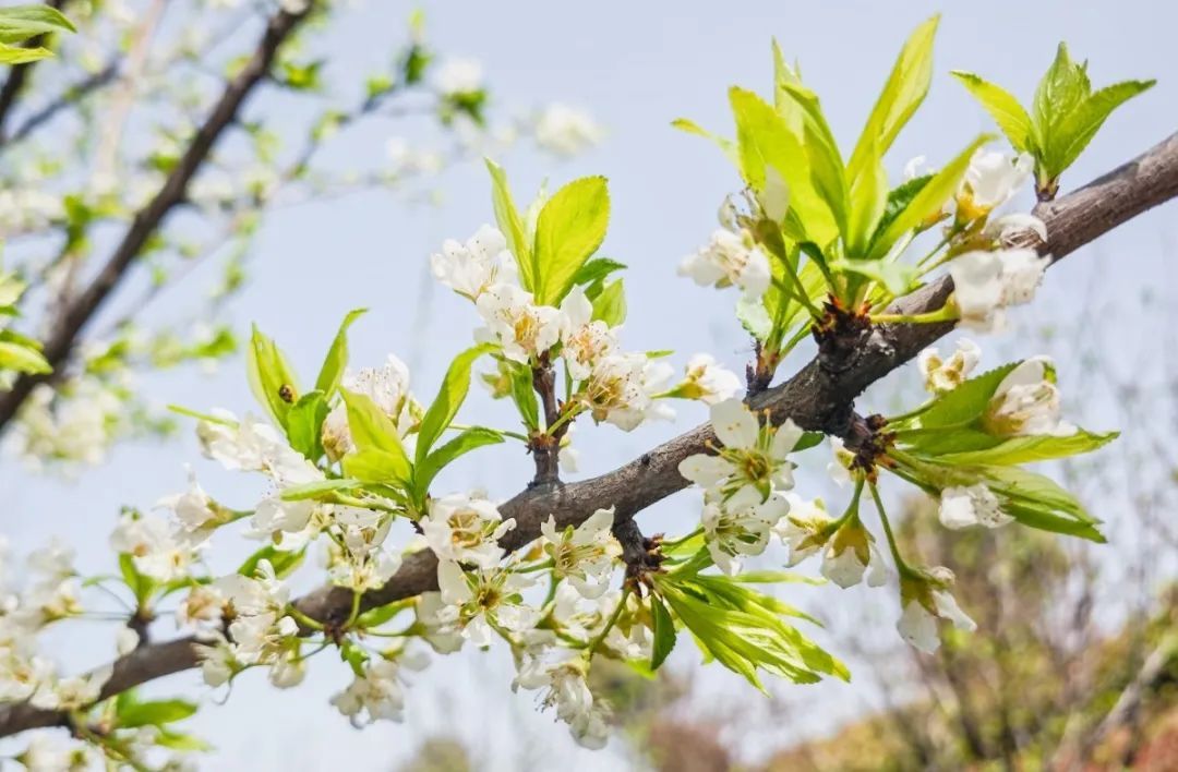 17129085049111027WI3.jpg 20.jpg